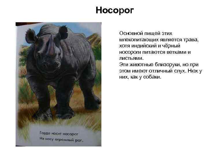 Носорог Основной пищей этих млекопитающих является трава, хотя индийский и чёрный носороги питаются ветками