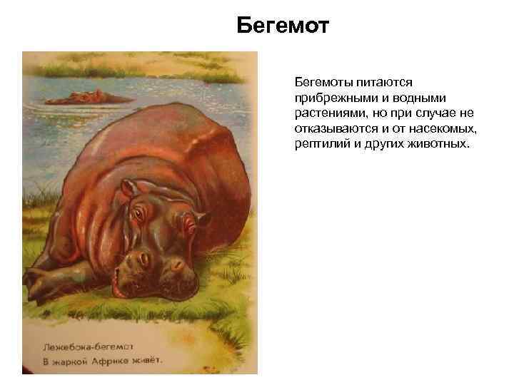 Бегемоты питаются прибрежными и водными растениями, но при случае не отказываются и от насекомых,