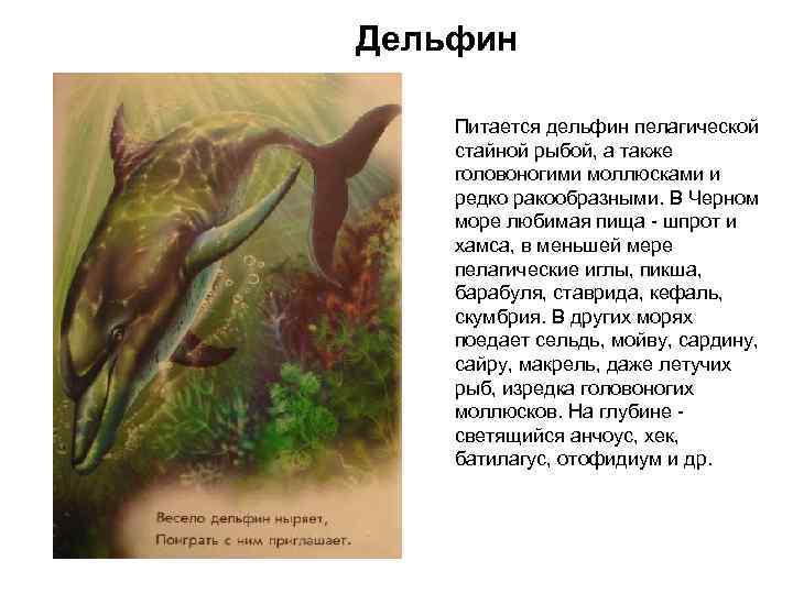 Дельфин Питается дельфин пелагической стайной рыбой, а также головоногими моллюсками и редко ракообразными. В