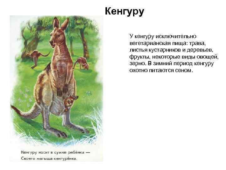 Кенгуру У кенгуру исключительно вегетарианская пища: трава, листья кустарников и деревьев, фрукты, некоторые виды