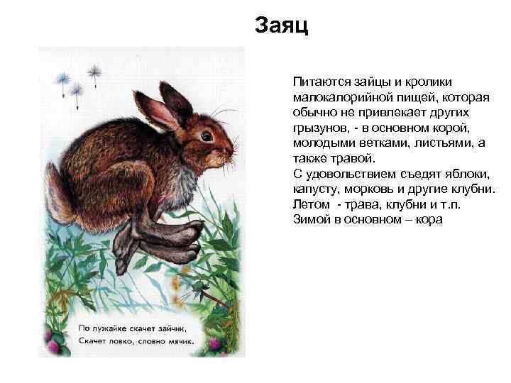 Заяц Питаются зайцы и кролики малокалорийной пищей, которая обычно не привлекает других грызунов, -