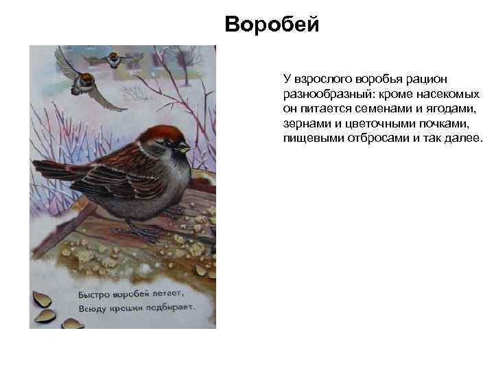 Воробей У взрослого воробья рацион разнообразный: кроме насекомых он питается семенами и ягодами, зернами