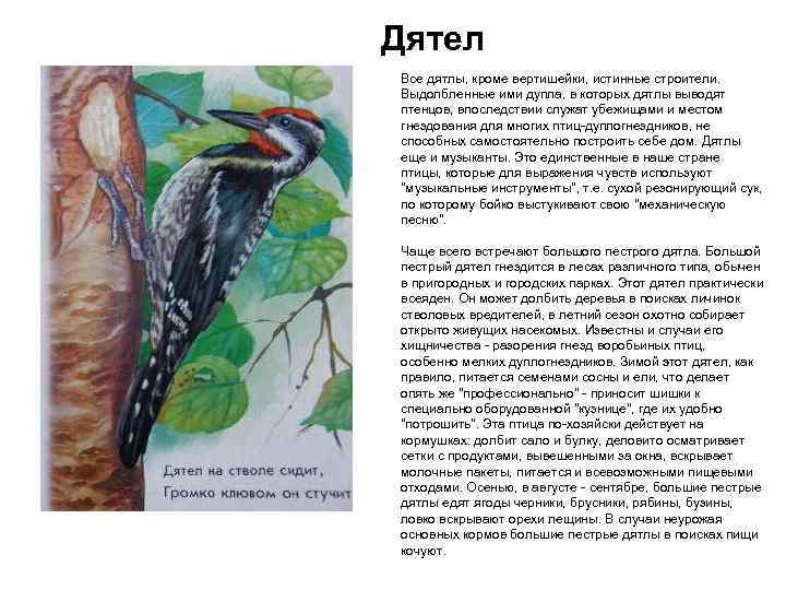 Дятел Все дятлы, кроме вертишейки, истинные строители. Выдолбленные ими дупла, в которых дятлы выводят