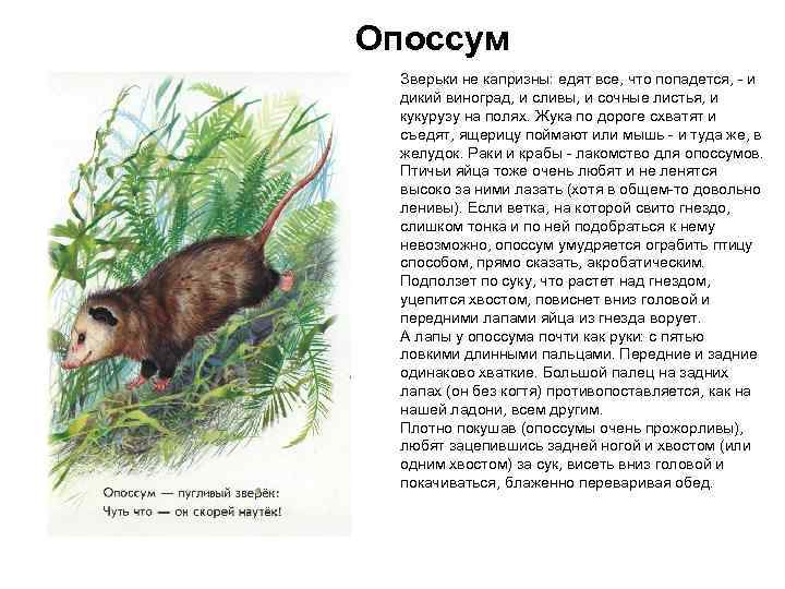 Опоссум Зверьки не капризны: едят все, что попадется, - и дикий виноград, и сливы,
