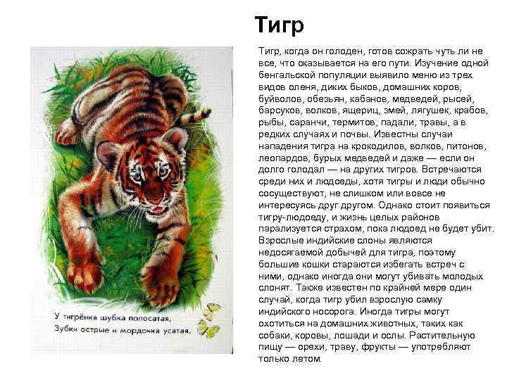 Тигр, когда он голоден, готов сожрать чуть ли не все, что оказывается на его