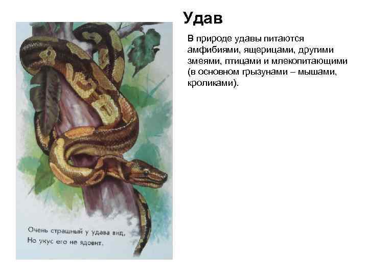 Удав В природе удавы питаются амфибиями, ящерицами, другими змеями, птицами и млекопитающими (в основном