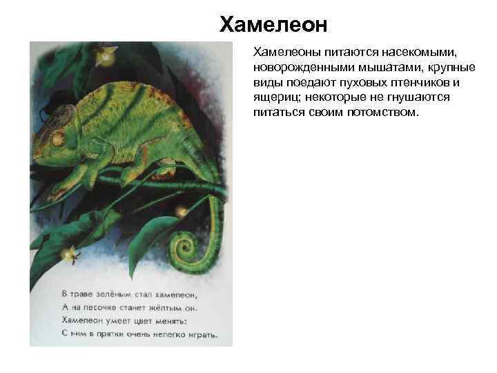 Хамелеоны питаются насекомыми, новорожденными мышатами, крупные виды поедают пуховых птенчиков и ящериц; некоторые не