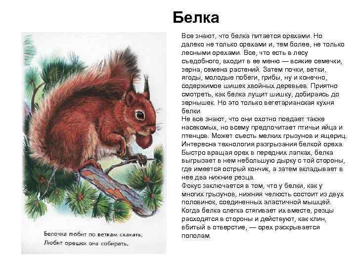 Белка Все знают, что белка питается орехами. Но далеко не только орехами и, тем