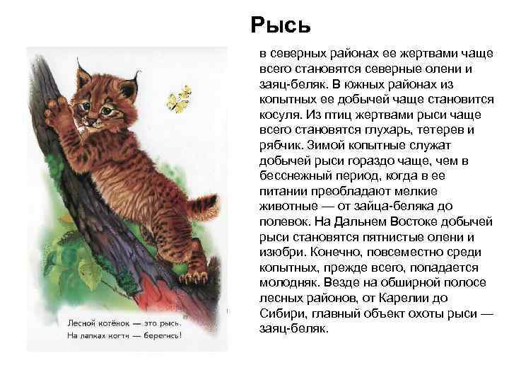 Рысь в северных районах ее жертвами чаще всего становятся северные олени и заяц-беляк. В
