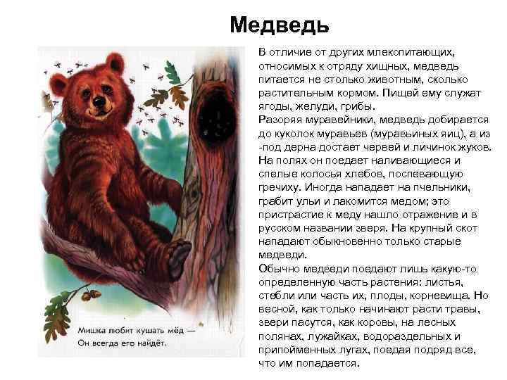 Медведь В отличие от других млекопитающих, относимых к отряду хищных, медведь питается не столько