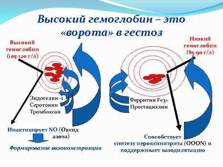 Высокий гемоглобин – это «ворота» в гестоз Низкий гемоглобин (85 -90 г/л) Высокий гемоглобин