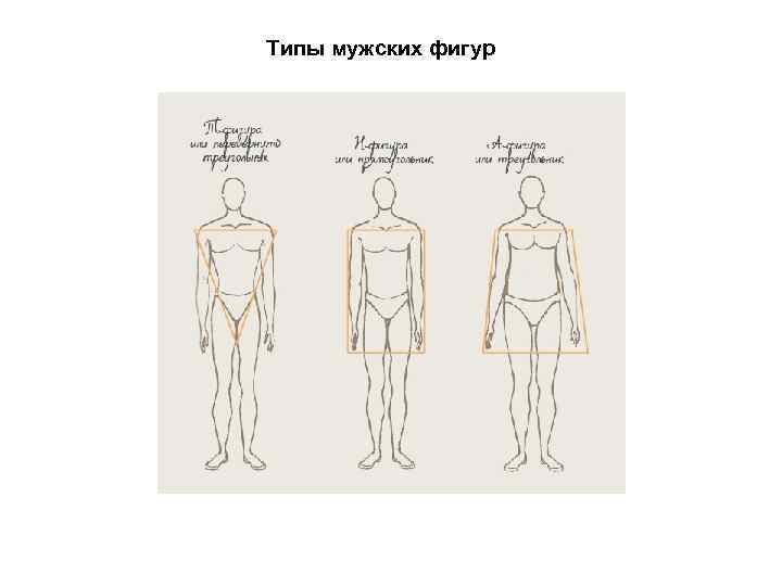Типы мужских фигур 