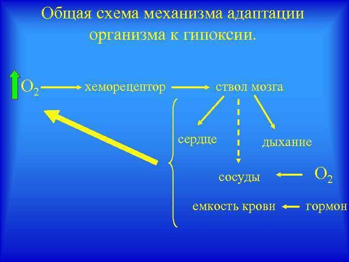Общая схема механизма адаптации организма к гипоксии. О 2 хеморецептор ствол мозга сердце дыхание