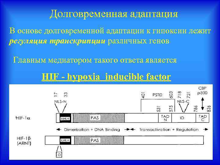 Долговременная адаптация В основе долговременной адаптации к гипоксии лежит регуляция транскрипции различных генов Главным