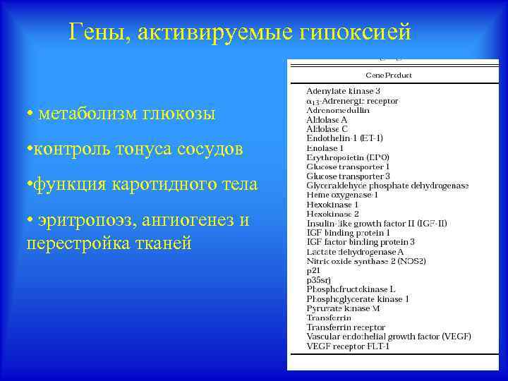 Гены, активируемые гипоксией • метаболизм глюкозы • контроль тонуса сосудов • функция каротидного тела