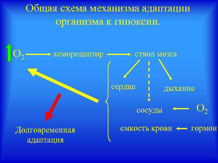 Адаптация организма к действию гипоксии холода дефициту информации презентация