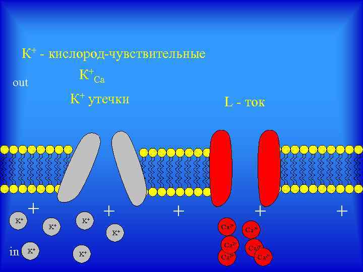 К+ - кислород-чувствительные К+Са out К+ утечки K+ in + K+ K+ K+ L