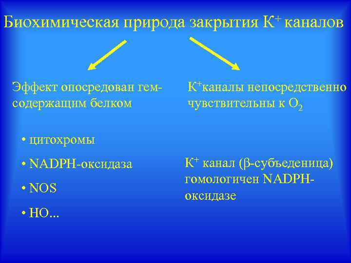 Биохимическая природа закрытия К+ каналов Эффект опосредован гемсодержащим белком К+каналы непосредственно чувствительны к О