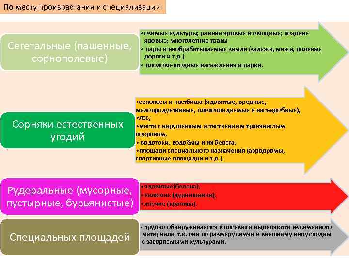 По месту произрастания и специализации Сегетальные (пашенные, сорнополевые) Сорняки естественных угодий Рудеральные (мусорные, пустырные,