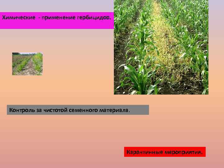 Химические - применение гербицидов. Контроль за чистотой семенного материала. Карантинные мероприятия. 