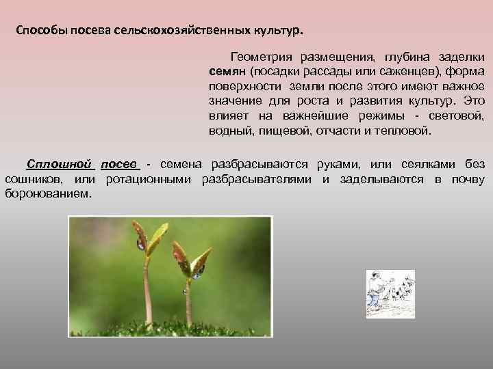 Способы посева сельскохозяйственных культур. Геометрия размещения, глубина заделки семян (посадки рассады или саженцев), форма
