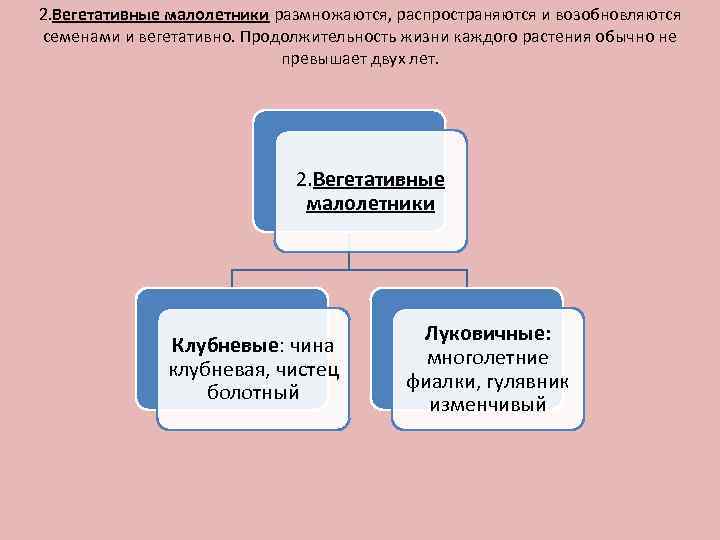 2. Вегетативные малолетники размножаются, распространяются и возобновляются семенами и вегетативно. Продолжительность жизни каждого растения