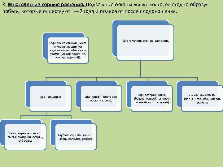 3. Многолетние сорные растения. Подземные органы живут долго, ежегодно образуя побеги, которые существуют 1—