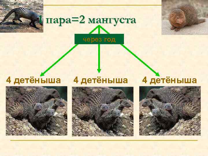 1 пара=2 мангуста через год 4 детёныша 