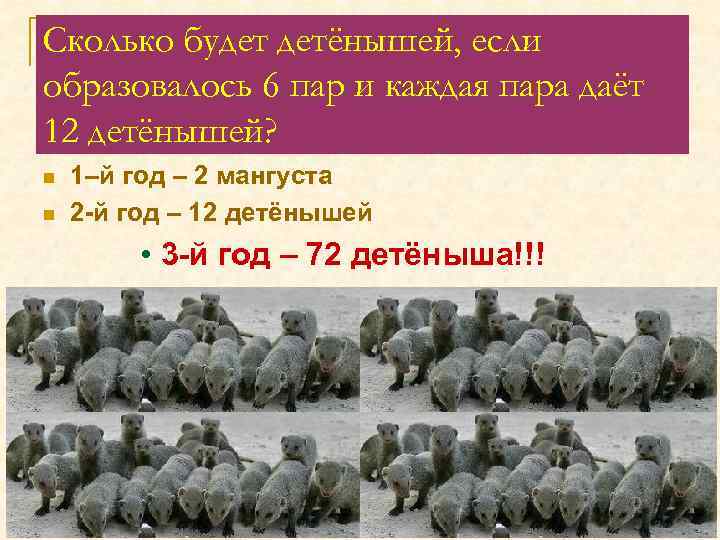 Сколько будет детёнышей, если образовалось 6 пар и каждая пара даёт 12 детёнышей? n