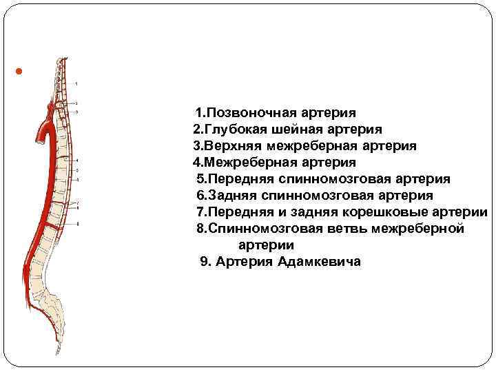 Артерия адамкевича. Глубокая шейная артерия. Передняя межреберная артерия. Позвоночная глубокая шейная артерия. Спинномозговая ветвь межреберной артерии.