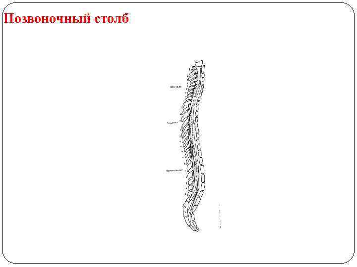 Позвоночный столб 