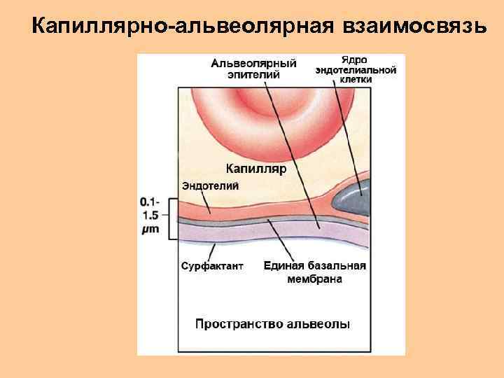 Капиллярно-альвеолярная взаимосвязь 