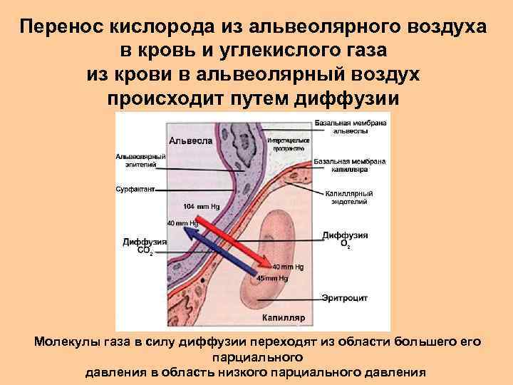 Перенос кислорода