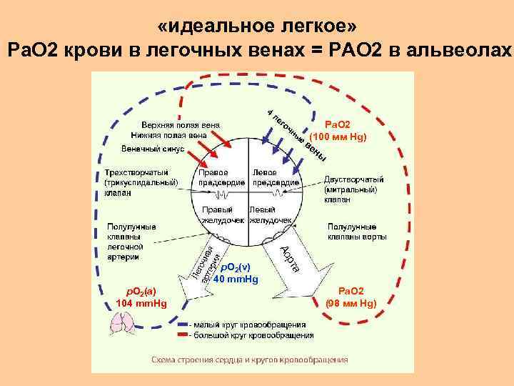  «идеальное легкое» Ра. О 2 крови в легочных венах = РАО 2 в