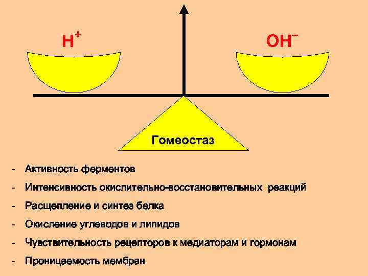 + H ОH – Гомеостаз - Активность ферментов - Интенсивность окислительно-восстановительных реакций - Расщепление