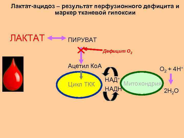 Лактат-ацидоз – результат перфузионного дефицита и маркер тканевой гипоксии ЛАКТАТ ПИРУВАТ Дефицит О 2