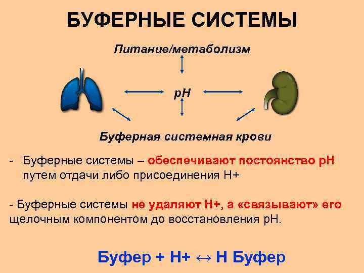 БУФЕРНЫЕ СИСТЕМЫ Питание/метаболизм p. H Буферная системная крови - Буферные системы – обеспечивают постоянство