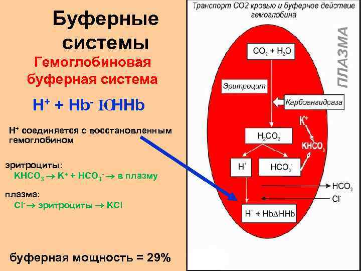 Буферные системы Гемоглобиновая буферная система Н+ + Нb- Ю НHb H+ соединяется с восстановленным