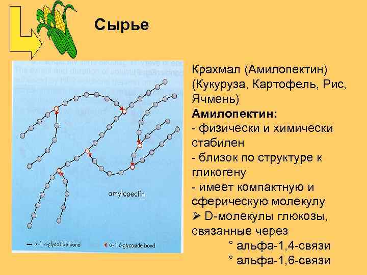 Сырье Крахмал (Амилопектин) (Кукуруза, Картофель, Рис, Ячмень) Амилопектин: - физически и химически стабилен -