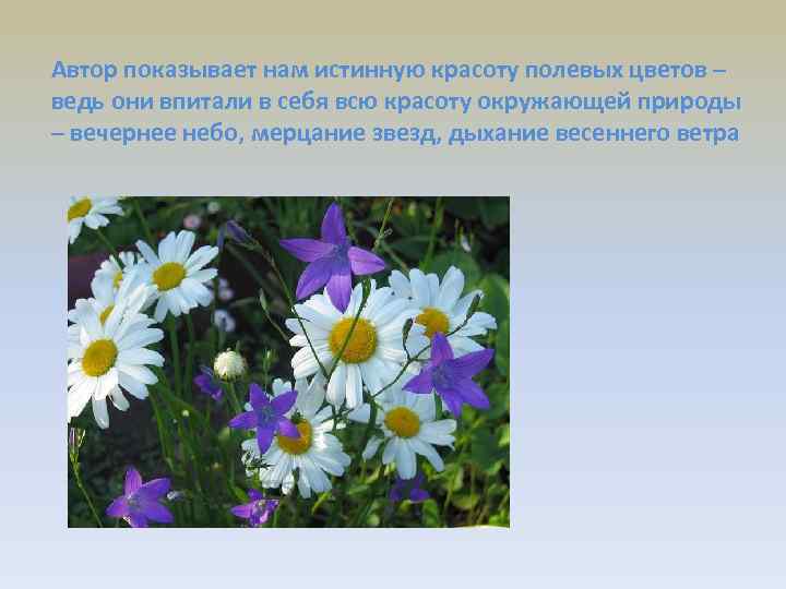 Автор показывает нам истинную красоту полевых цветов – ведь они впитали в себя всю