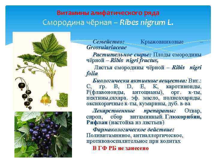 Витамины алифатического ряда Смородина чёрная – Ribes nigrum L. Семейство: Крыжовниковые – Grossulariaceae Растительное