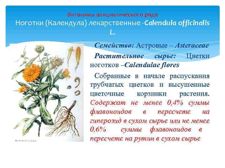 Витамины алициклического ряда Ноготки (Календула) лекарственные -Calendula officinalis L. Семейство: Астровые – Asteraceae Растительное