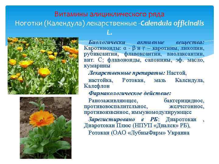 Витамины алициклического ряда Ноготки (Календула) лекарственные -Calendula officinalis L. Биологически активные вещества: Каротиноиды: α