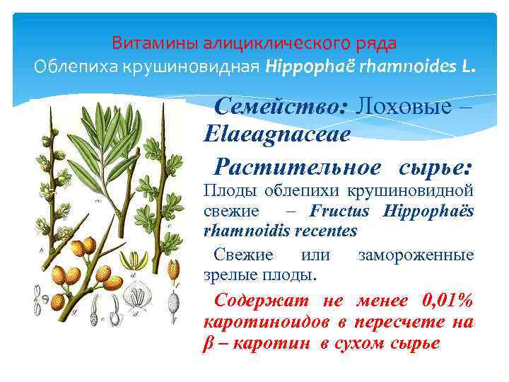 Витамины алициклического ряда Облепиха крушиновидная Hippophaё rhamnoides L. Семейство: Лоховые – Elaeagnaceae Растительное сырье: