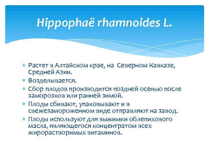 Hippophaё rhamnoides L. Растет в Алтайском крае, на Северном Кавказе, Средней Азии. Возделывается. Сбор