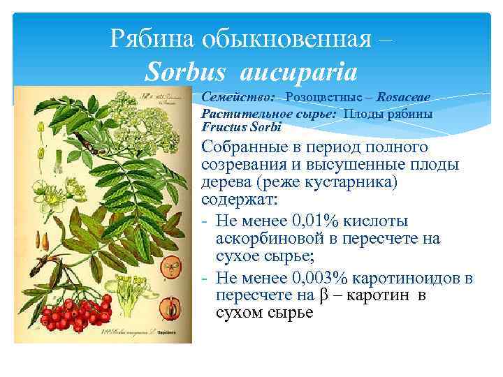 Рябина обыкновенная – Sorbus aucuparia Семейство: Розоцветные – Rosaceae Растительное сырье: Плоды рябины Fructus