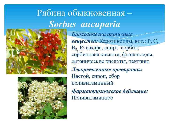 Рябина обыкновенная – Sorbus aucuparia Биологически активные вещества: Каротиноиды, вит. : Р, С, В