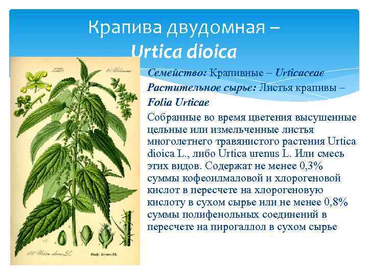 Крапива двудомная – Urtica dioica Семейство: Крапивные – Urticaceae Растительное сырье: Листья крапивы –