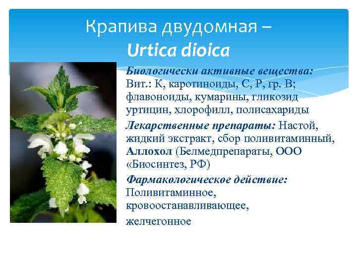 Крапива двудомная – Urtica dioica Биологически активные вещества: Вит. : К, каротиноиды, С, Р,