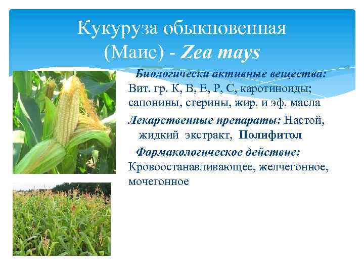 Кукуруза обыкновенная (Маис) - Zea mays Биологически активные вещества: Вит. гр. К, В, Е,